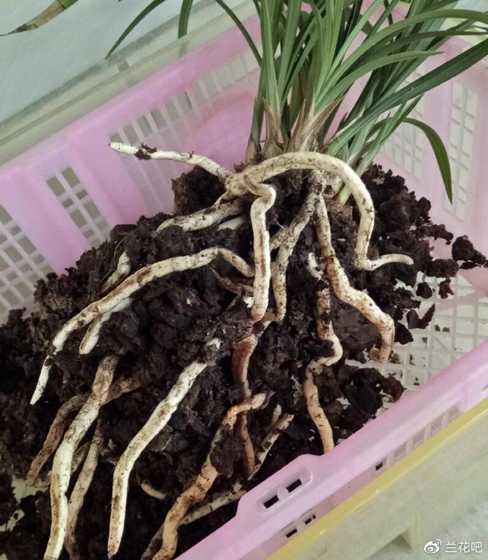 掌握兰花根系发育的关键要素,打造健壮盆栽的5个步骤|植料|湿度|施肥|元素_新浪新闻