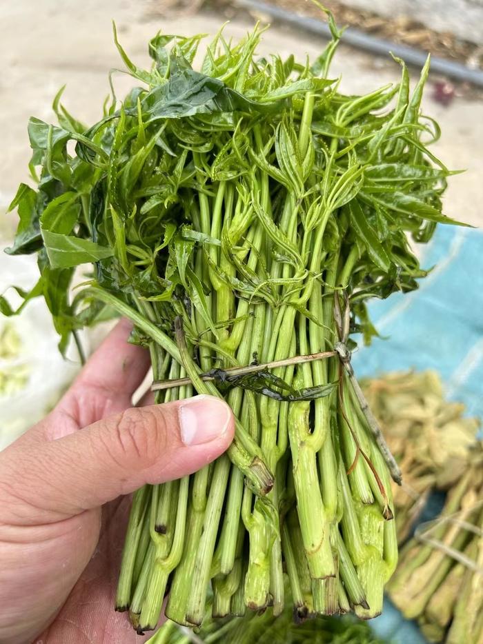 山上长的野菜种类图片图片