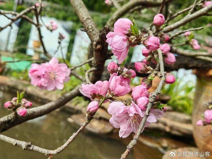 最漂亮的梅花照图片