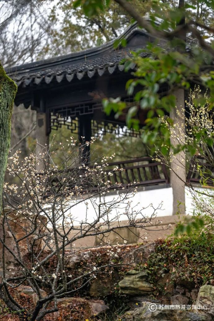 拙政园梅景此时最好|雪香云蔚亭|拙政园|方亭_新浪新闻