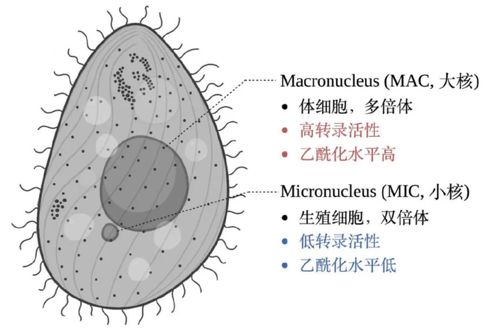 大核(macronucleus, mac)中有体细胞基因组,具有转录活性,染色质呈现