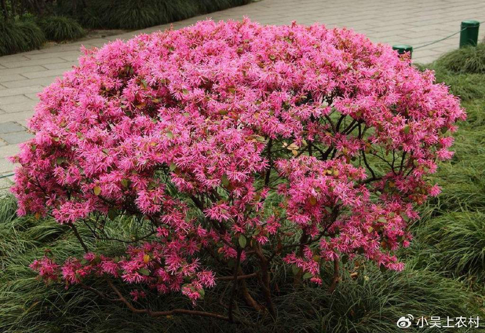 红花檵木在一些庭院或是绿化带,人们也人工大面积种植檵木,它不仅能够