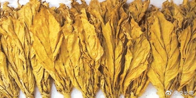烟草到明朝中期才传入我国,最早由福建传入,但具体路线尚不确定