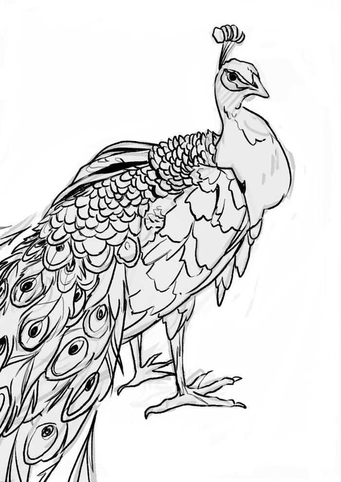 这么详细的画鸟教程,不看损失可大了!