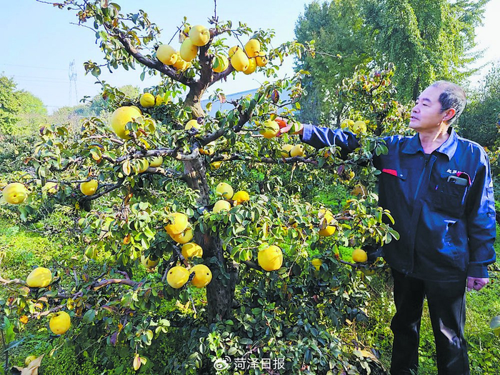 曹州木瓜初冬"飘香"闯市场__财经头条