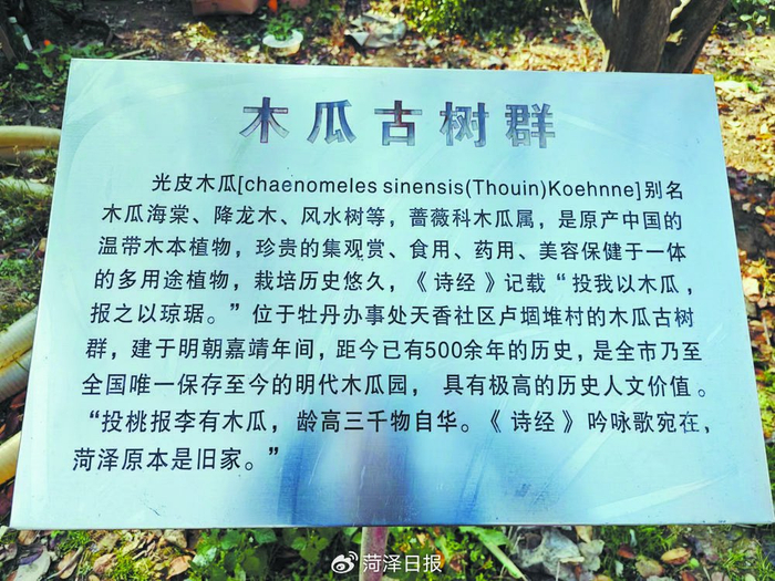 明朝木瓜树,沧桑五百年__财经头条