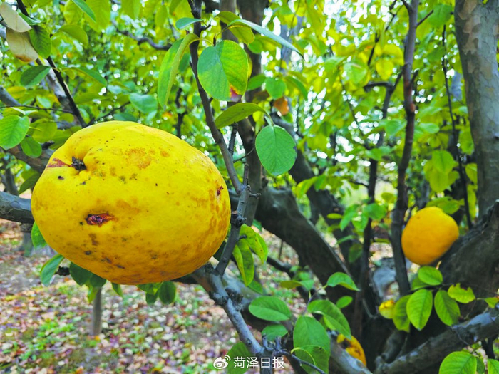 明朝木瓜树,沧桑五百年|木瓜树|木瓜|李来柱_新浪新闻
