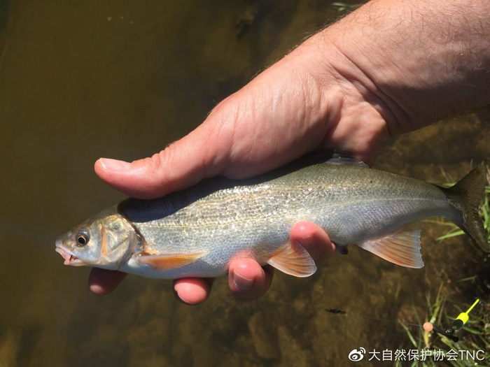 小科普美国9种鲜为人知的淡水鱼