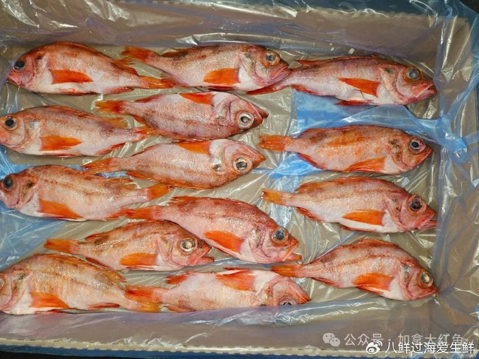红鱼|加拿大|解冻_新浪新闻