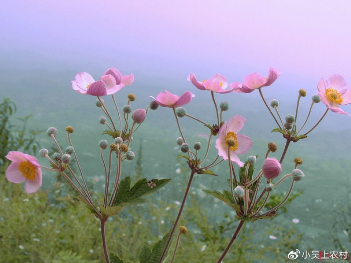 棉花你都知道,但是野棉花你认识吗?木质直立草本,花特别漂亮