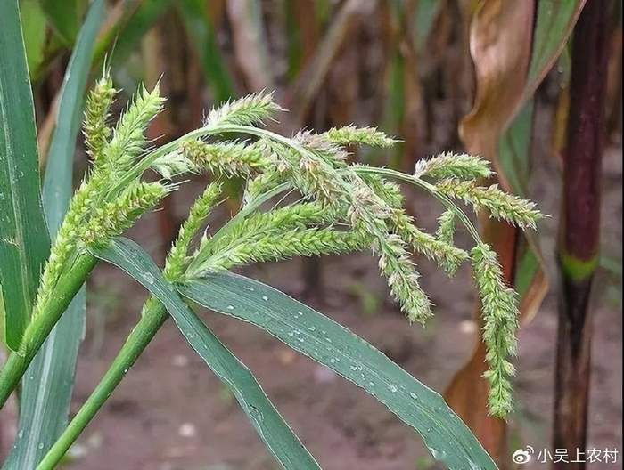 稗草｜10个农民11个恨，长得像秧苗，曾是水稻祖先，价值不容忽视__财经头条__新浪财经
