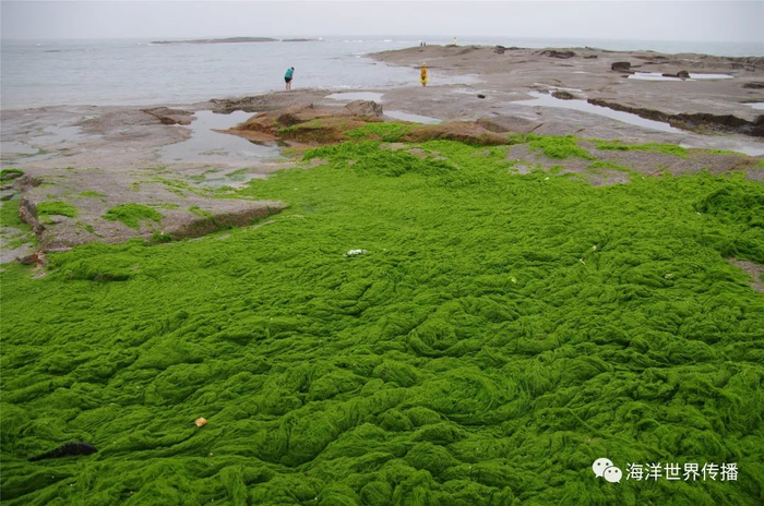 海洋生态灾害,“黄海浒苔绿潮”为什么首当其冲?|法国|赤潮|绿藻|暴发|养殖_新浪新闻