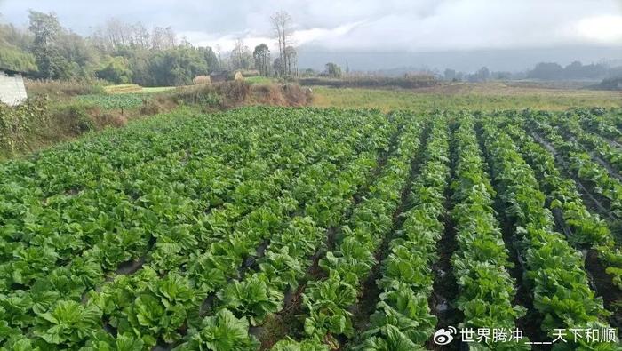 腾冲市芒棒镇大水塘村:乡村振兴就是这个"味"