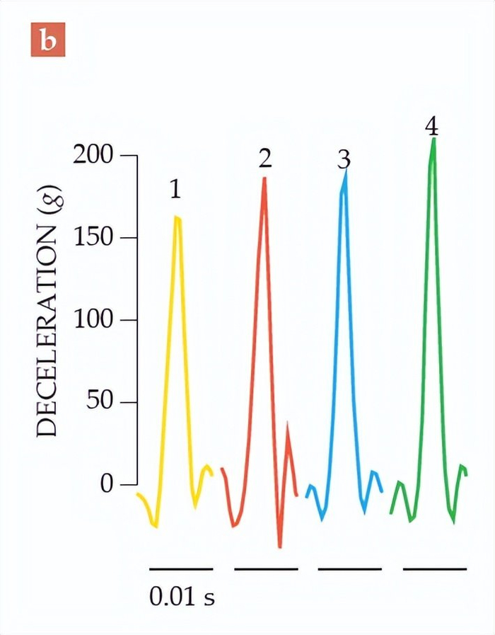 啄木鸟为啥不得脑震荡你以为它有减震装置其实它是个锤子