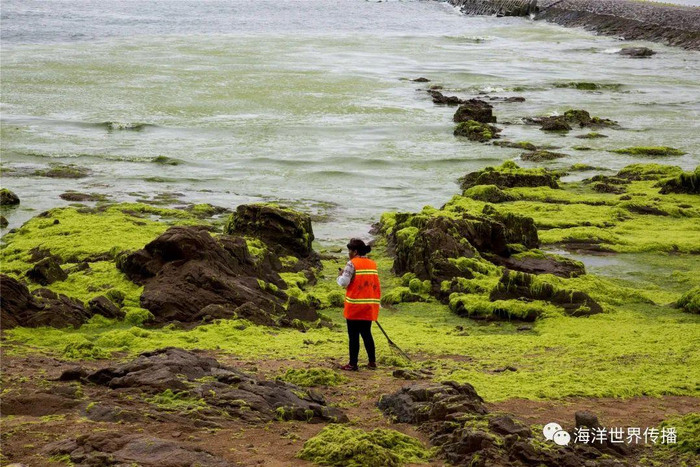 海洋生态灾害,“黄海浒苔绿潮”为什么首当其冲?|法国|赤潮|绿藻|暴发|养殖_新浪新闻