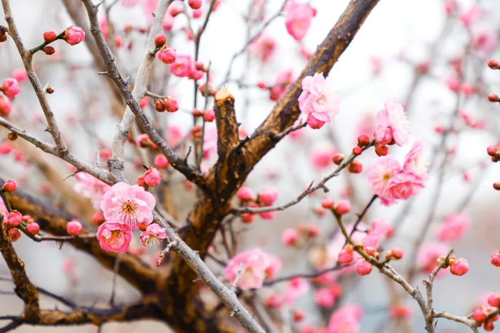 豫美河南|周末去郑州惠济黄河滩地公园赏梅花|梅园|黄河|黄河滩_新浪