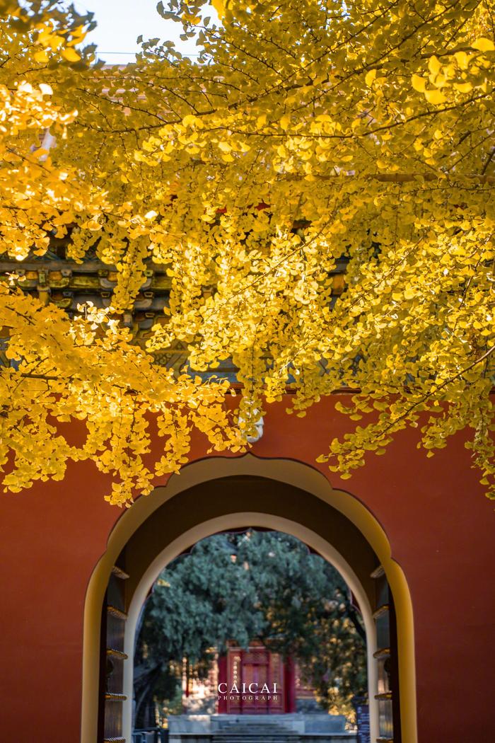 红墙绿瓦中的秋日银杏 99北京·中山公园