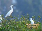 黄子弘凡给老虎配音
