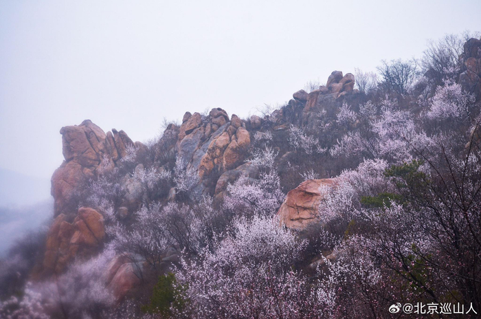 春日山花烂漫最美山野之北京白虎涧摄影