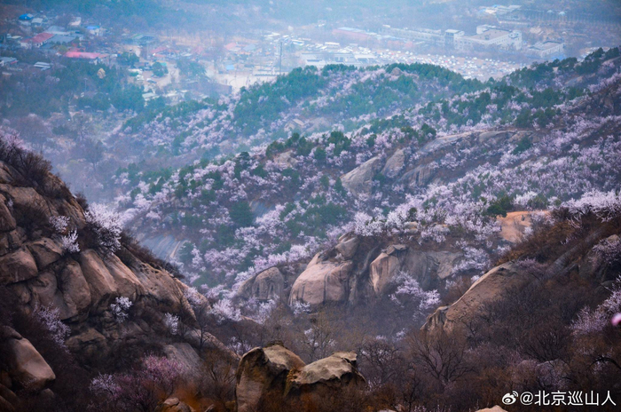 春日山花烂漫最美山野之北京白虎涧摄影