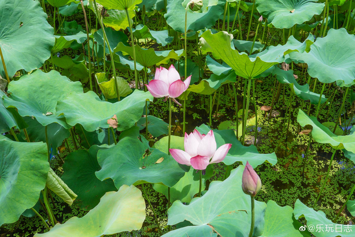 参观伟人故里,韶山冲环境很好,夏天池塘里的荷花盛开