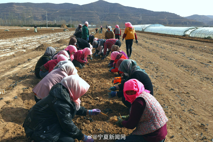 该公司去年种植的50亩余亩银柴胡种苗喜获丰收,通过"公司收益,农民