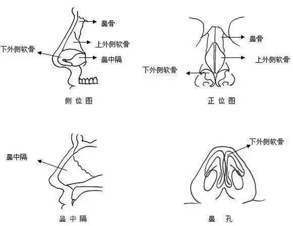 鼻子怎么画正面图片