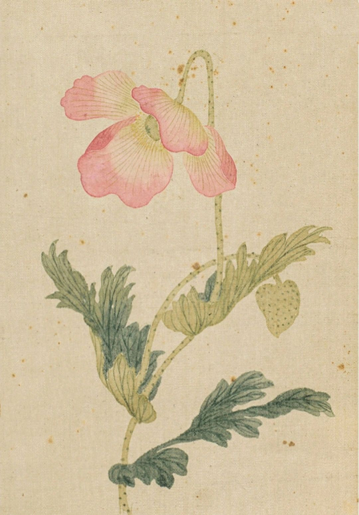 古画里的花花摇曳生姿