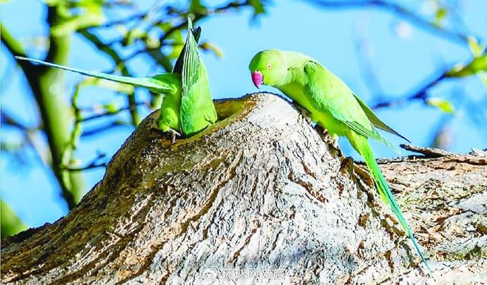 外來小綠鳥讓布魯塞爾既愛又恨|布魯塞爾|玫瑰_新浪新聞