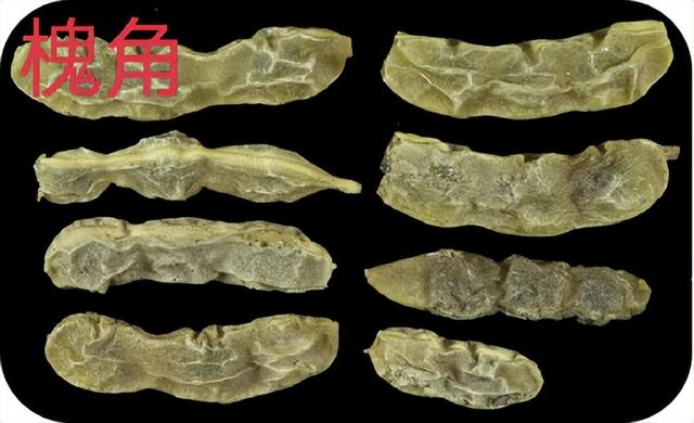太原市中医医院：厨房里的中药材——槐花（槐米、槐角）