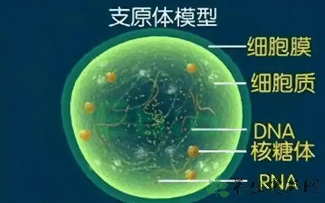 中国之后,为什么支原体肺炎很可能在全球爆发|流感|支原体|疫情_新浪