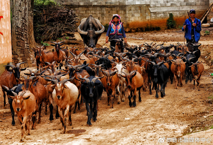 红河弥勒:在保护与开发中壮大稀有红骨山羊|红河哈尼族彝族自治州