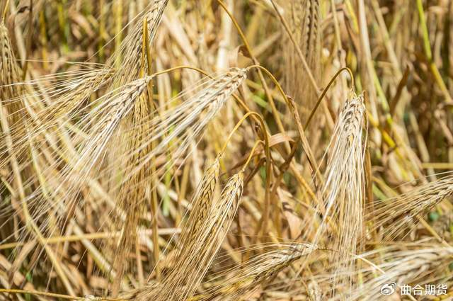 印度小麦库存创16年新低