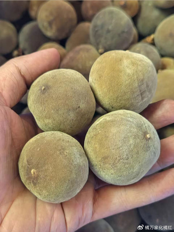 化州|橘红|小越_新浪新闻