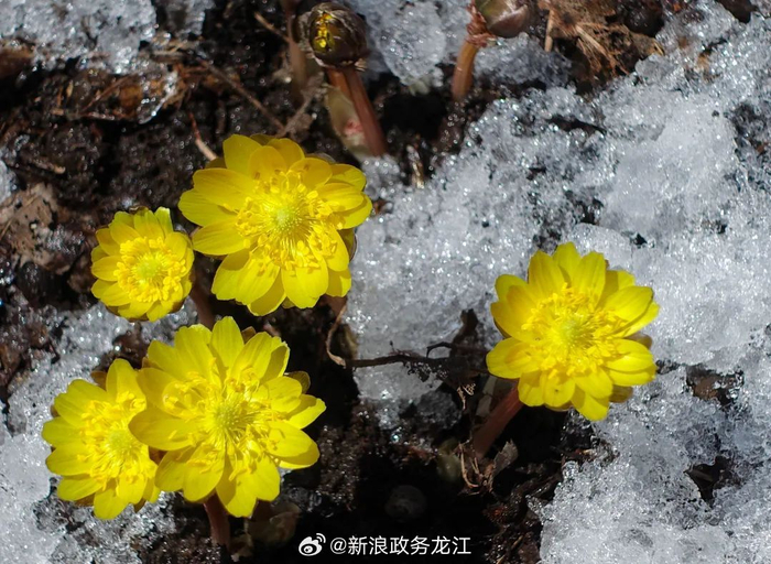 春天是新的开始 冰凌花是北方的报春花 鸡西兴凯湖畔