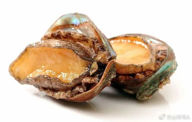 鲍鱼|功效|营养_新浪新闻