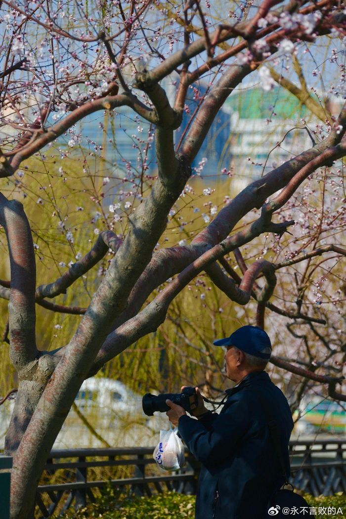 山桃花开北京白纸坊桥附近摄影
