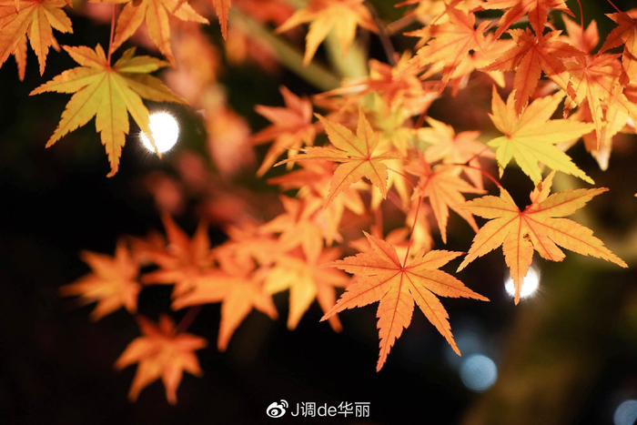 【京都】被红叶名所包围的日式庭院酒店|馥府京都|南禅寺|永观堂|环球旅行|清水寺_新浪新闻