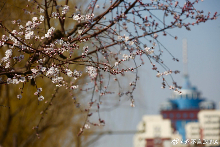 山桃花开北京白纸坊桥附近摄影