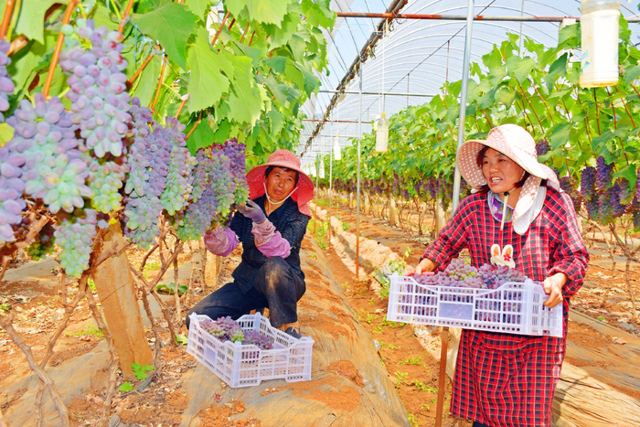 红河弥勒:大棚葡萄园"长出"新农人|新农人|葡萄园|大棚_新浪新闻