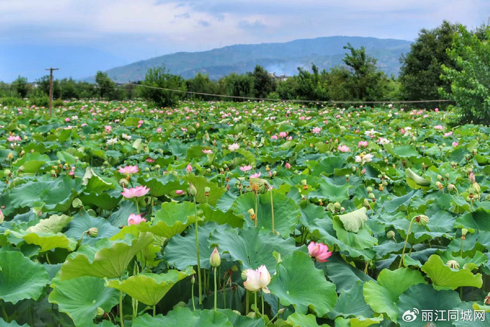 永胜县第三届荷花季启动  邀你共赴一场盛夏之约