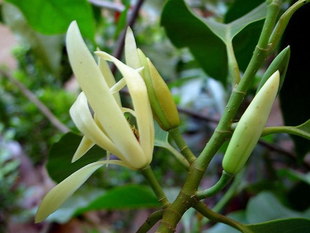 黄葛兰:一种观赏性的植物
