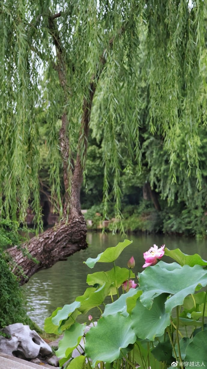 来瘦西湖偶遇荷花园林有静美荷花有古意