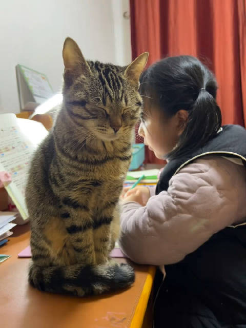实在不行咱回窝里睡吧陪读工作不适合猫