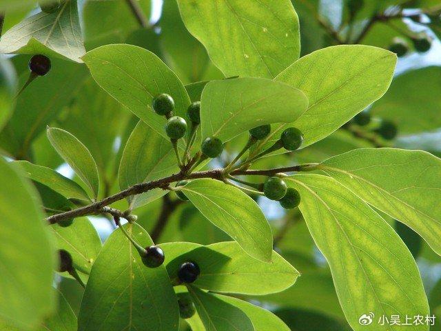 广东木姜子图片