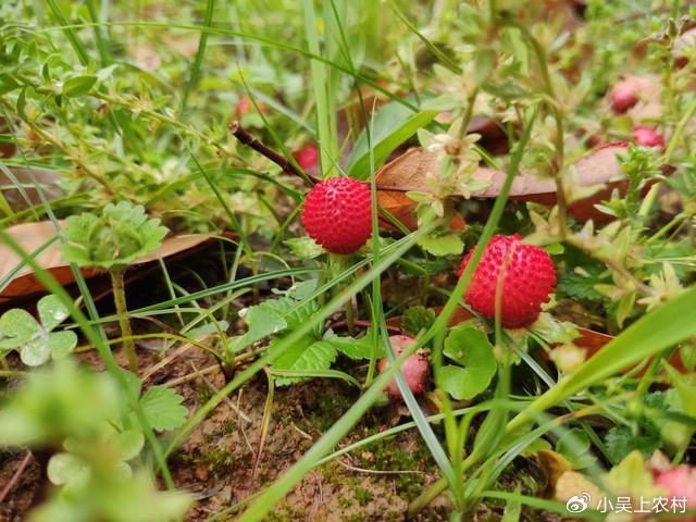 蛇莓又叫蛇泡草,龙吐珠,果实像草莓,老人说不能吃,有啥作用?