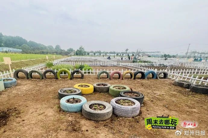 郑州版"开心农场"了解一下?