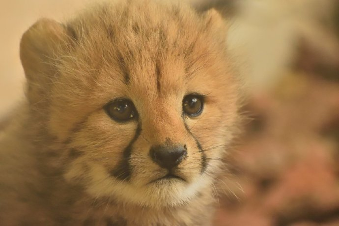 弱小可怜又无助的猎豹宝宝