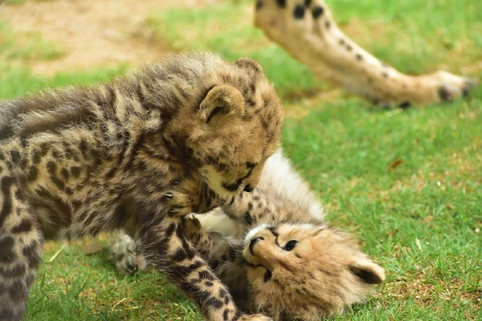 弱小可怜又无助的猎豹宝宝