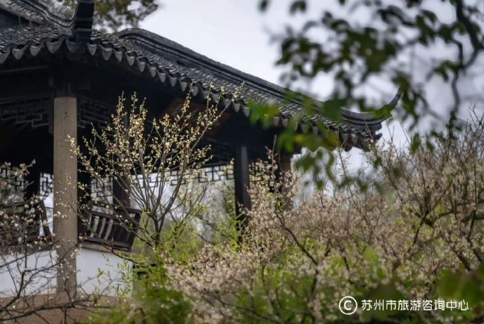 拙政园梅景此时最好|雪香云蔚亭|拙政园|方亭_新浪新闻